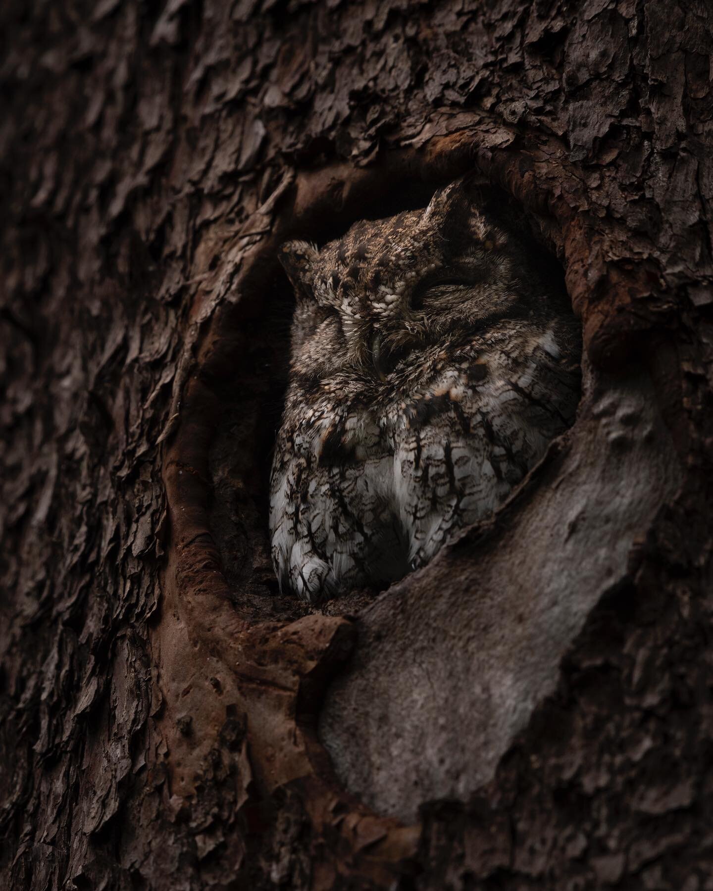 A western screech owl melds with a madrone.