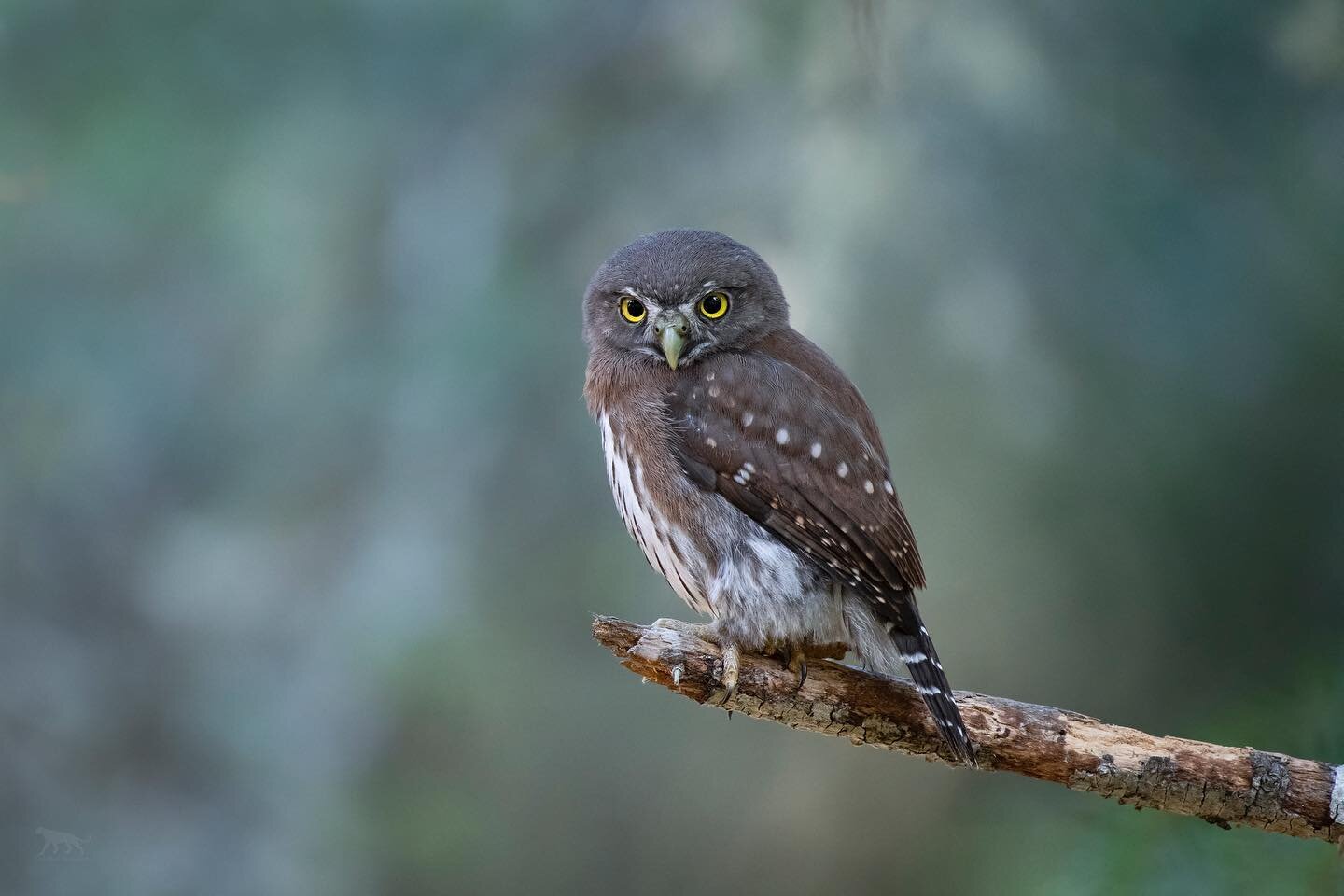 A northern pygmy owl perches on the end of a broken fir branch.