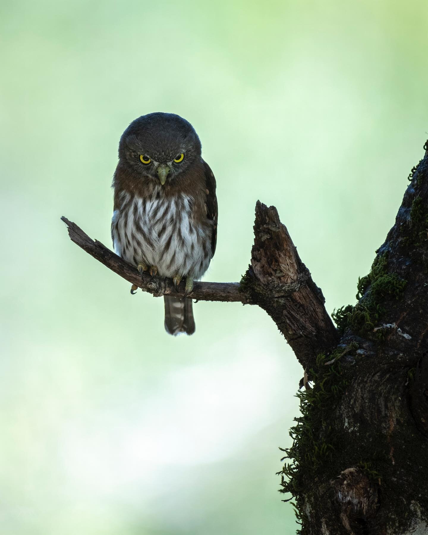 A pygmy owl employs its sharp vision to scan the ground for prey.