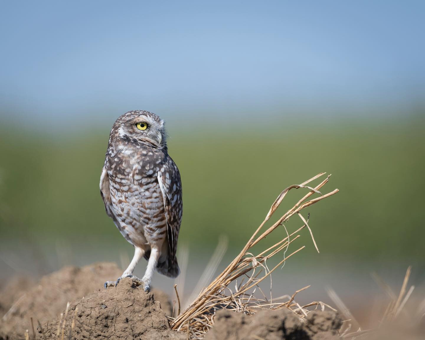A burrowing owl stands atop its little knoll and oversees its surroundings on a hot afternoon.