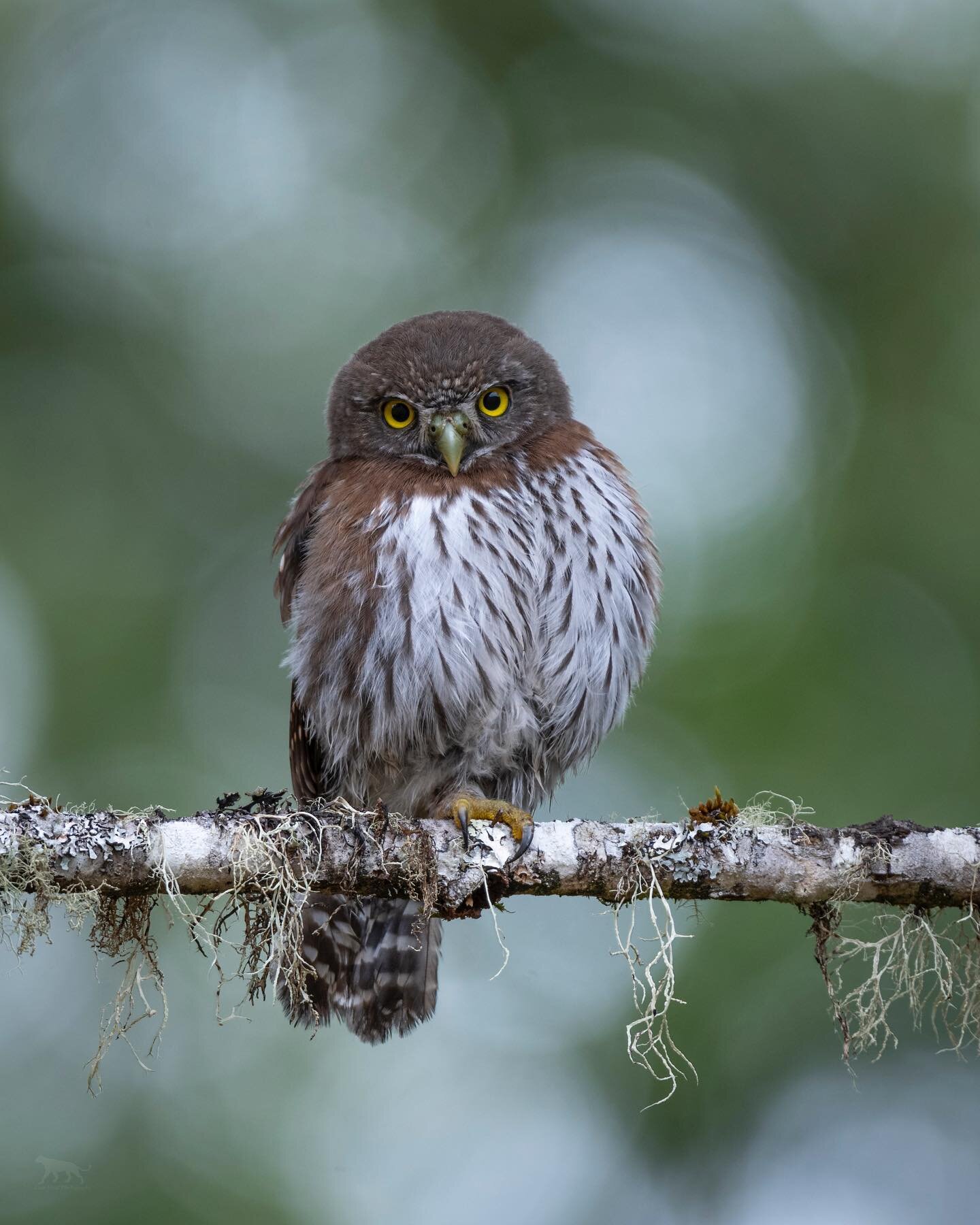 A northern pygmy owl watches me watching it. 👀 🦉