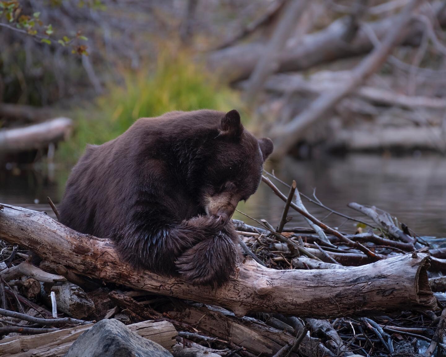 A black bear relaxes on some woody debris, picking the leftover morsels of salmon out of it big paws.