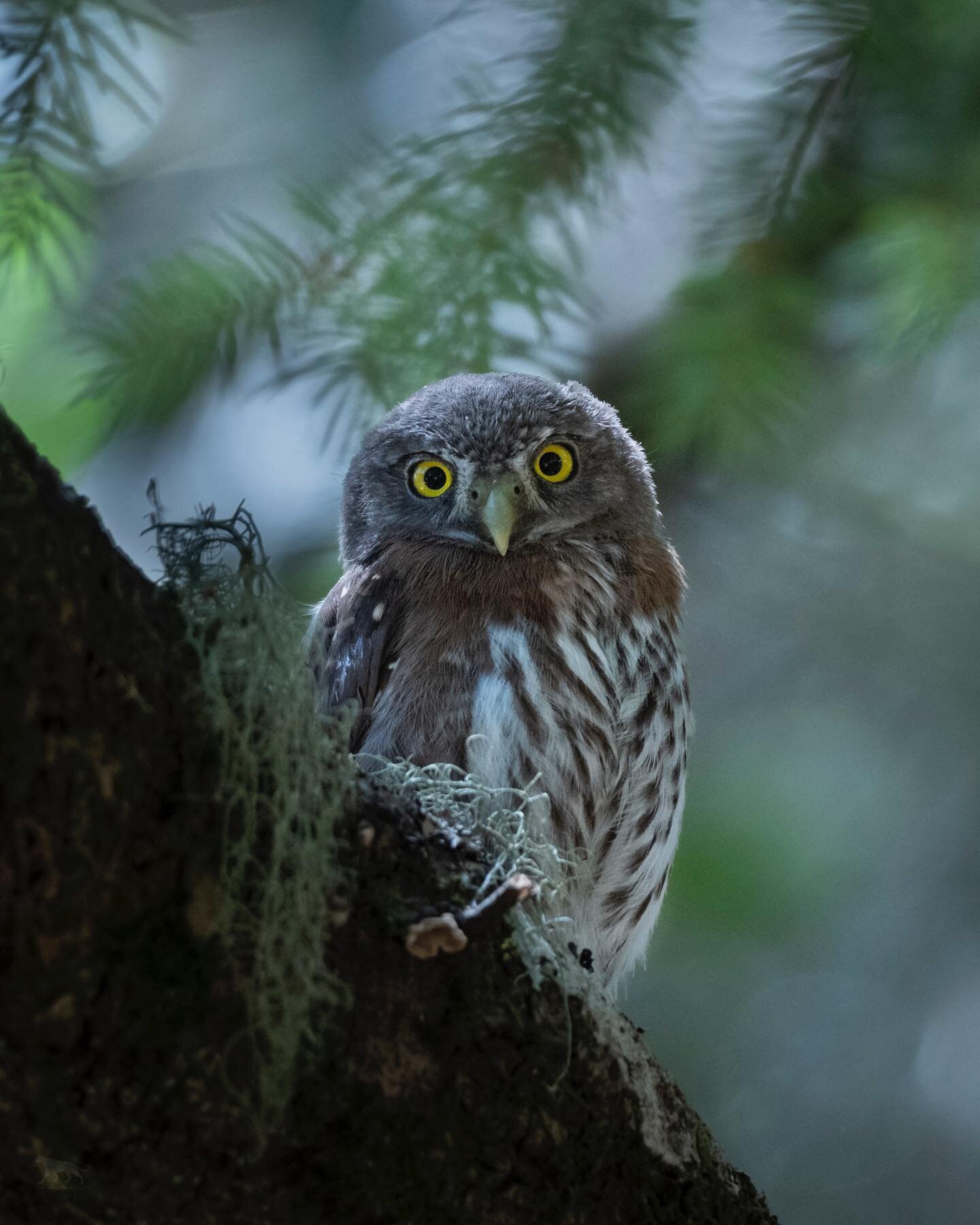 A pygmy owl perches in a fir and oak woodland.