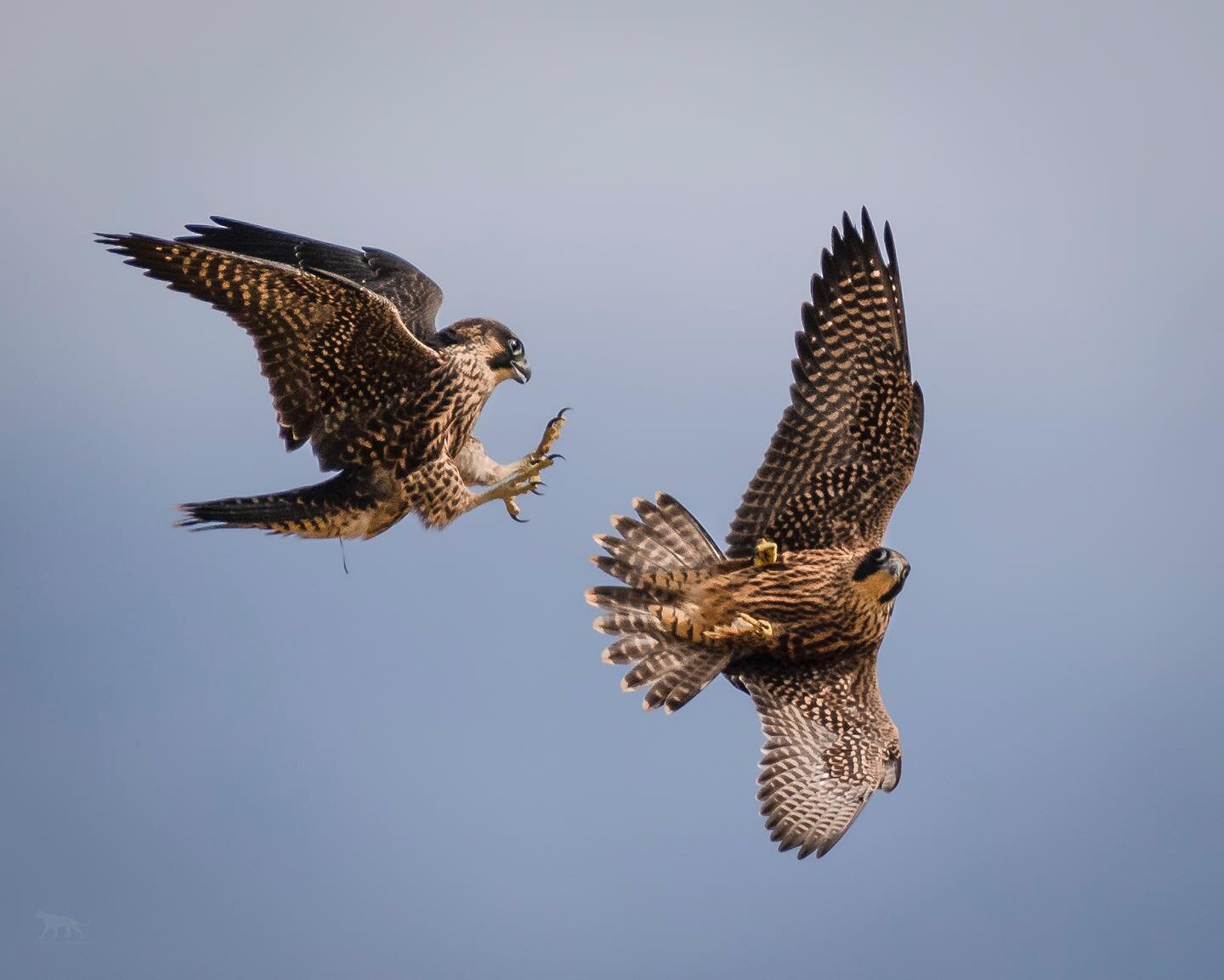 Peregrine Play