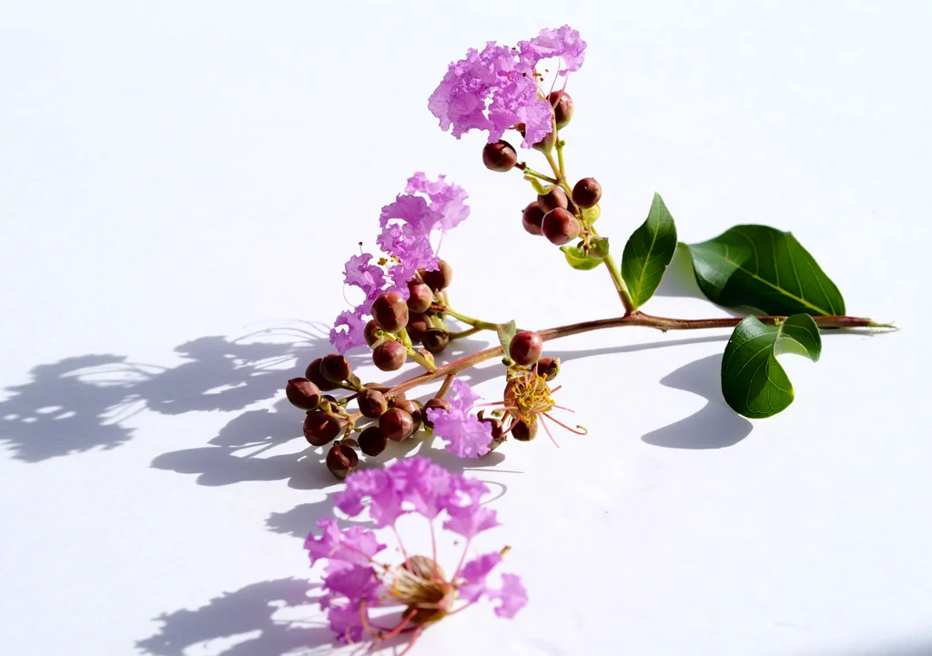 Purple Flowers