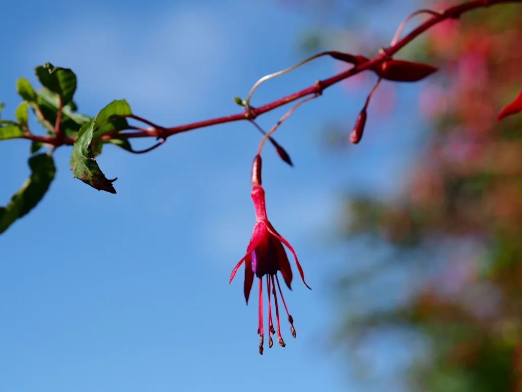 Dancing Lady