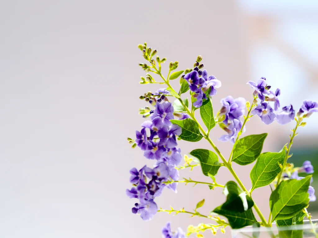 Flower in blue