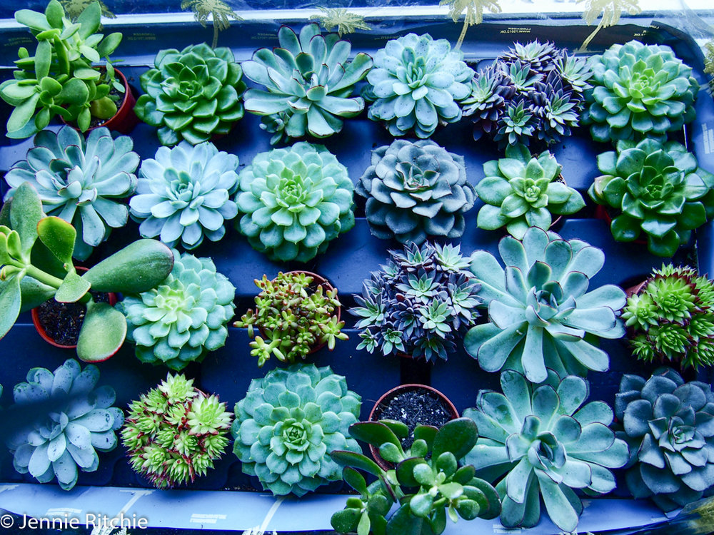 Succulents ready to be placed into the concrete designs by Ail + El, Dublin.