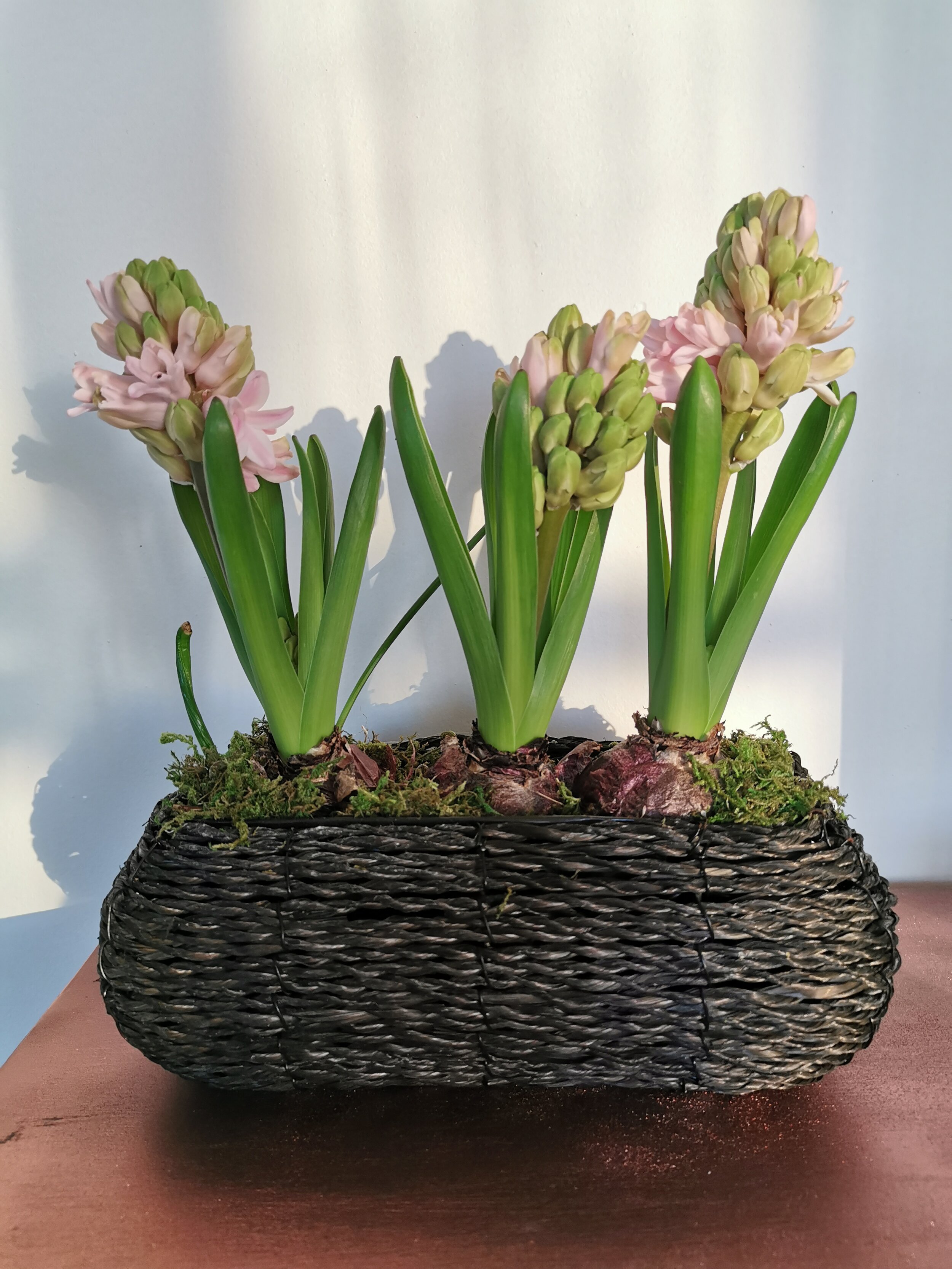 Winter Hyacinths