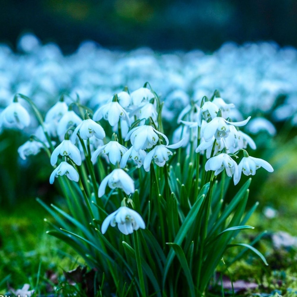 february in ireland