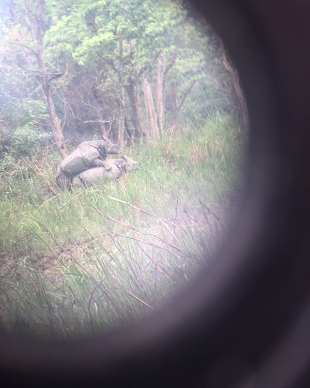 Rhino love in #Chitwan National Park