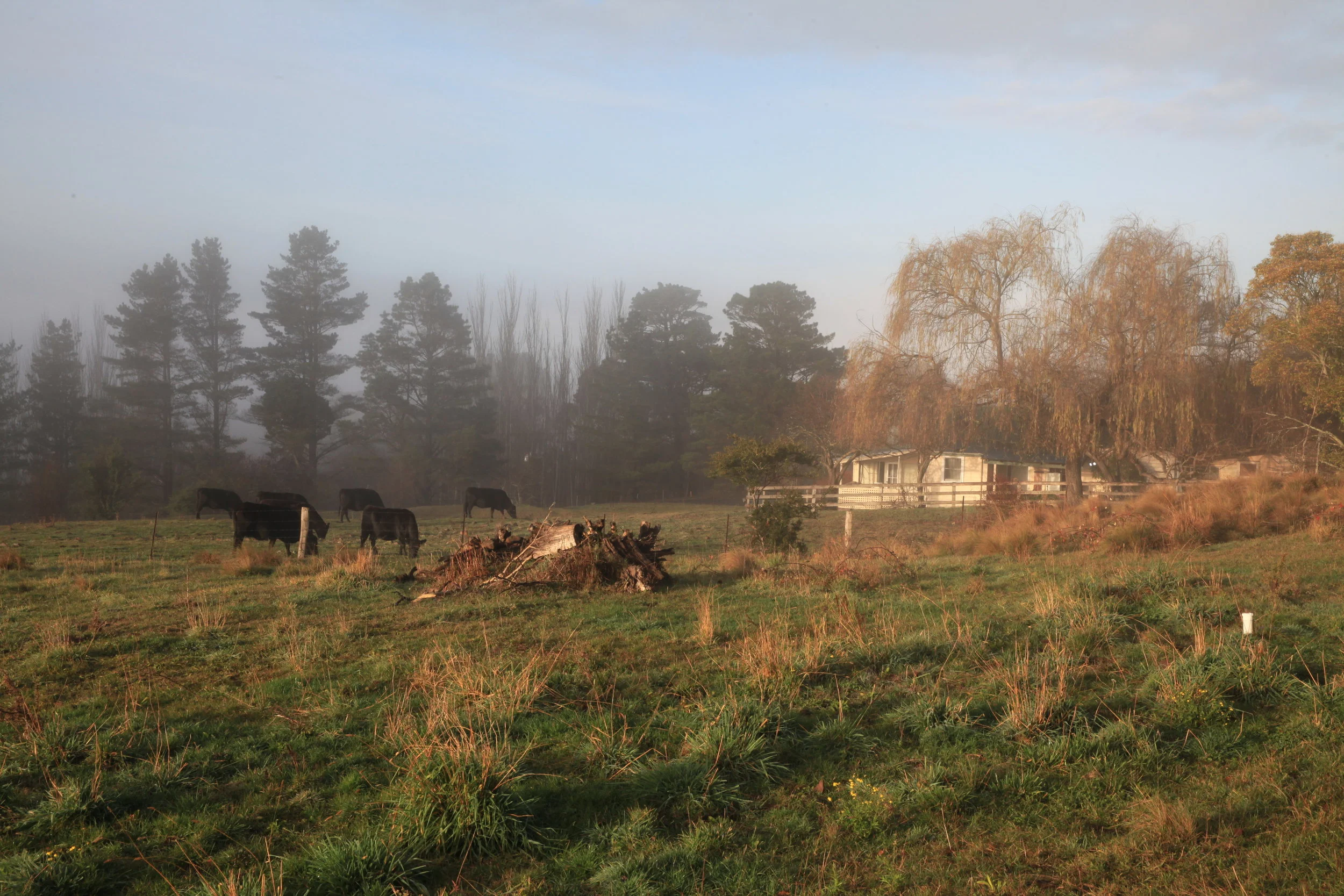 Cows stand in the misty morning in Bowral.jpg