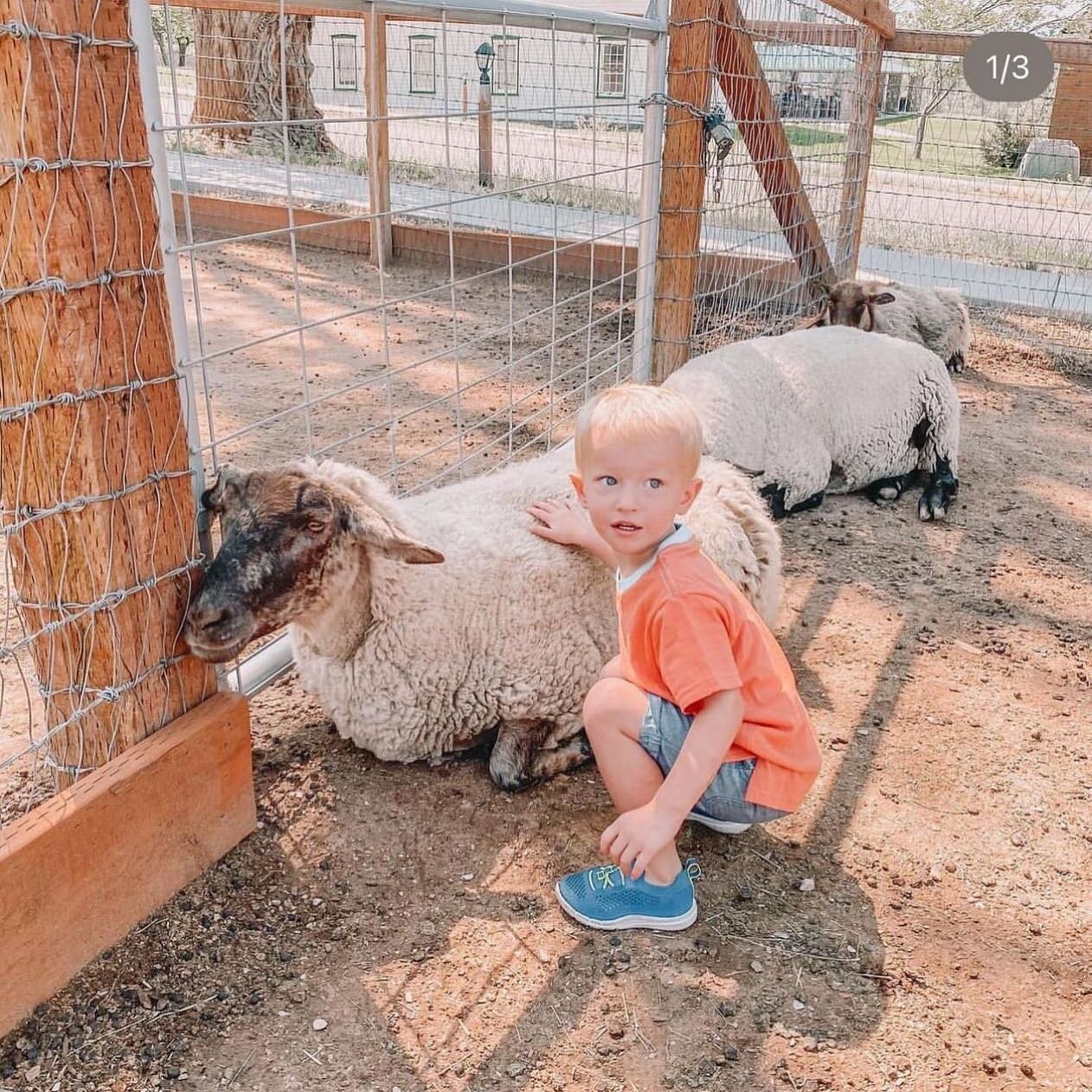 This is the Place to make friends 🐐✨Have you visited our petting corral? It&rsquo;s a great place to make new friends 🙌🏻 both animal and human 😆🤍

#utahgram #utahstateparks #thisistheplace #utahfamily #utahfriends #utahhistory #utahfunactivities