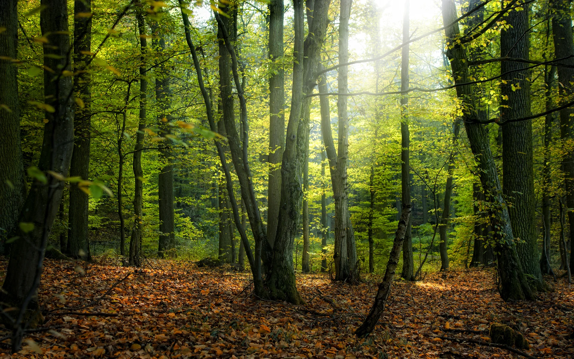 Fairy-forest.jpg