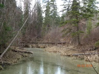 Beaver Pond.jpeg