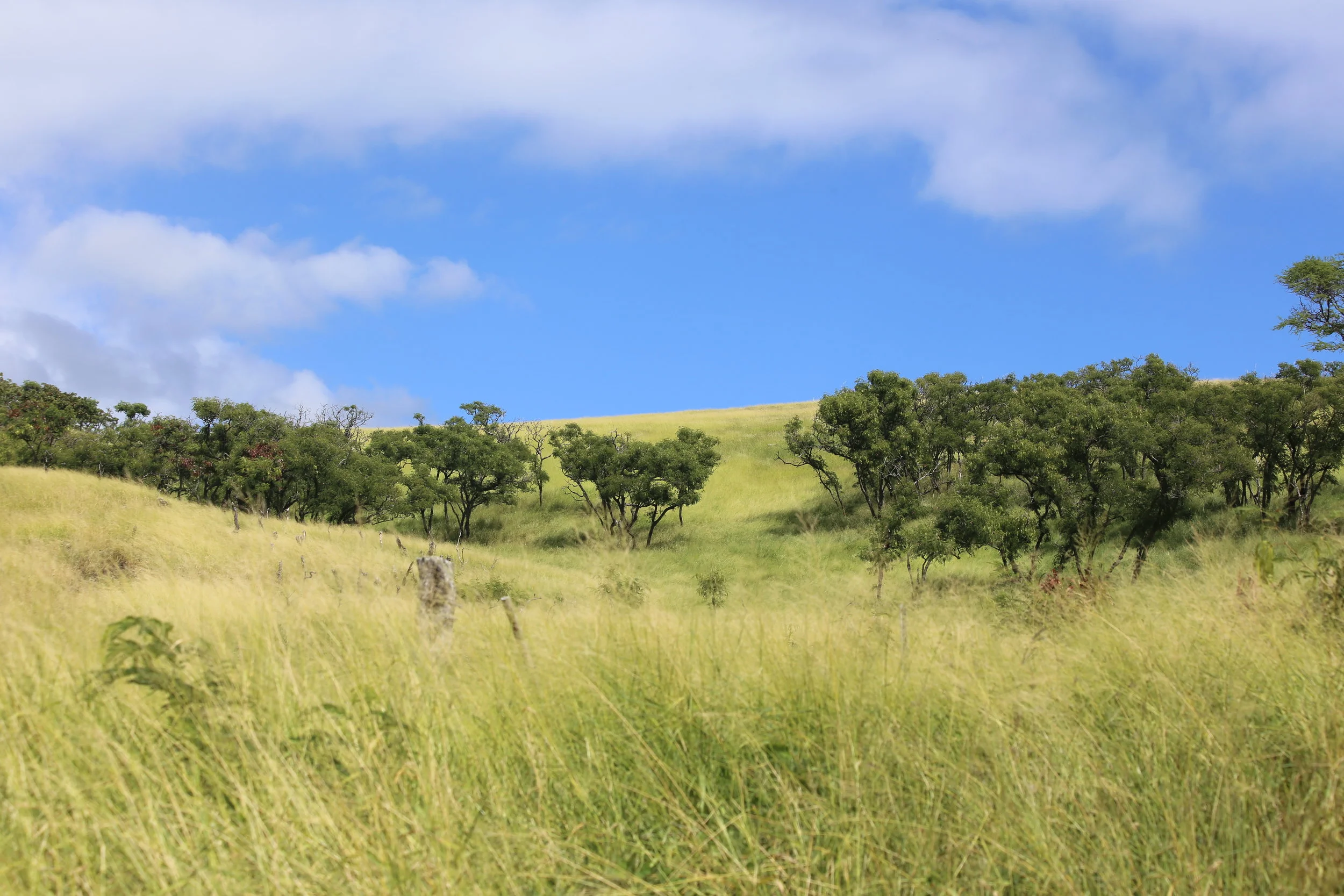 OUR MAGIC LANDS WHERE WE LIVE AND PRODUCE THE MEDICINES ON MAUI. SUPER MANA FILLED POLYNESIAN SUNGROWN HAND HARVESTED SMALL BATCH BEYOND ORGANIC HEMP