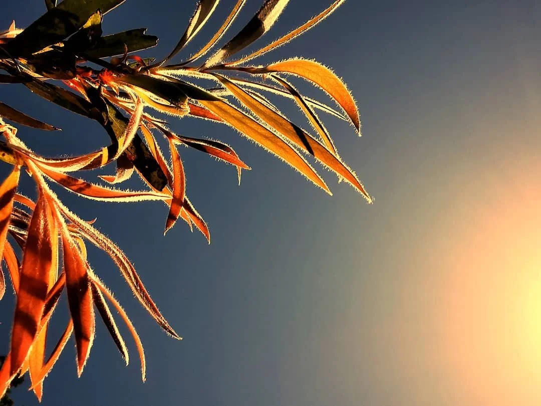 leaves and sun.jpg