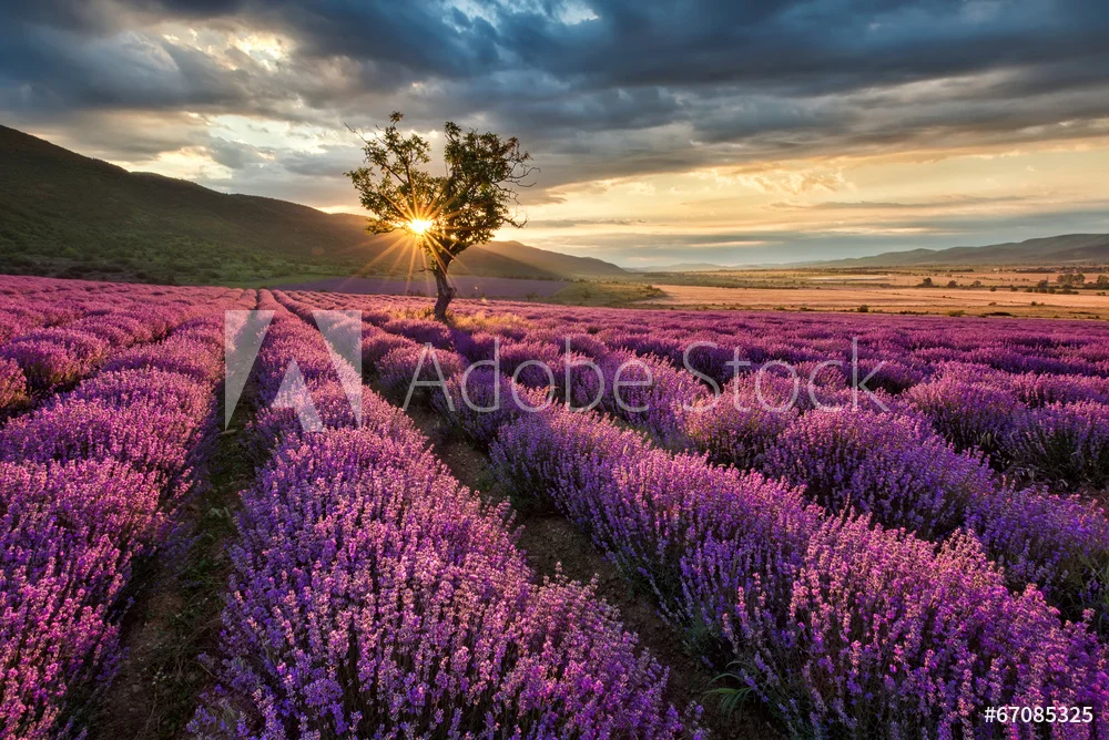 AdobeStock_67085325_Preview.jpeg