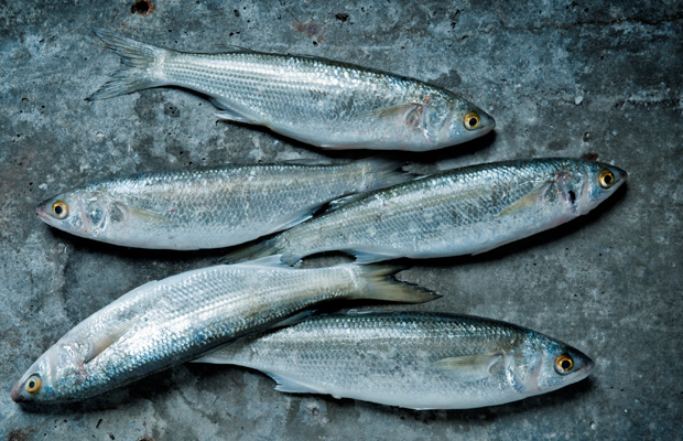 five-fish.jpg