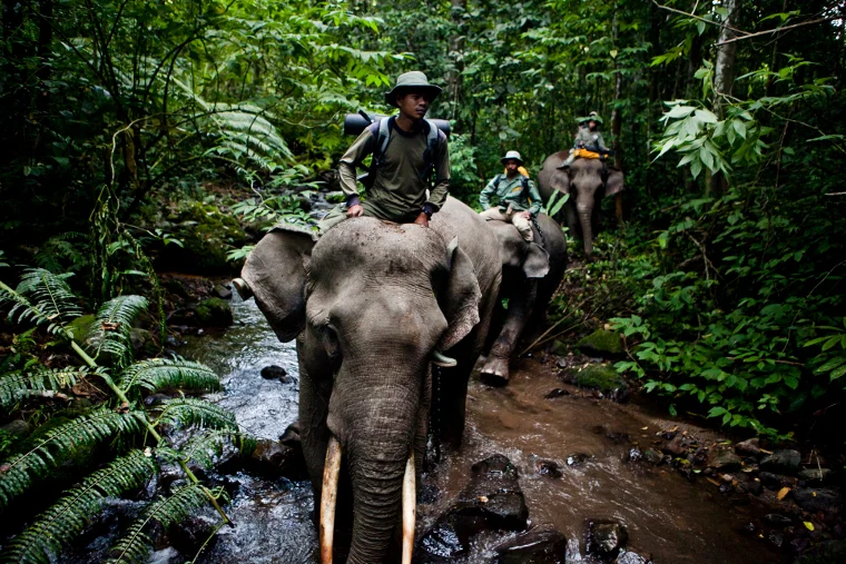 Elephant-Family.jpg