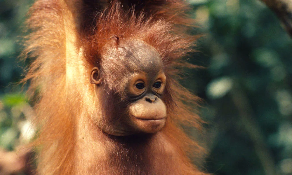 Bornean_Orangutan_8.1.2012_whytheymatter2_HI_18817 copy.jpg