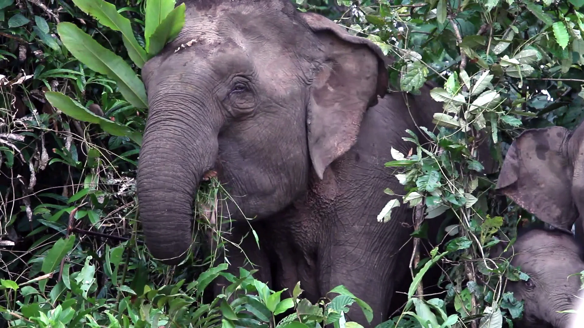borneo-pygmy-elephant-in-the-bornean-rainforest_bcm17ahjx_thumbnail-full01 copy.jpg