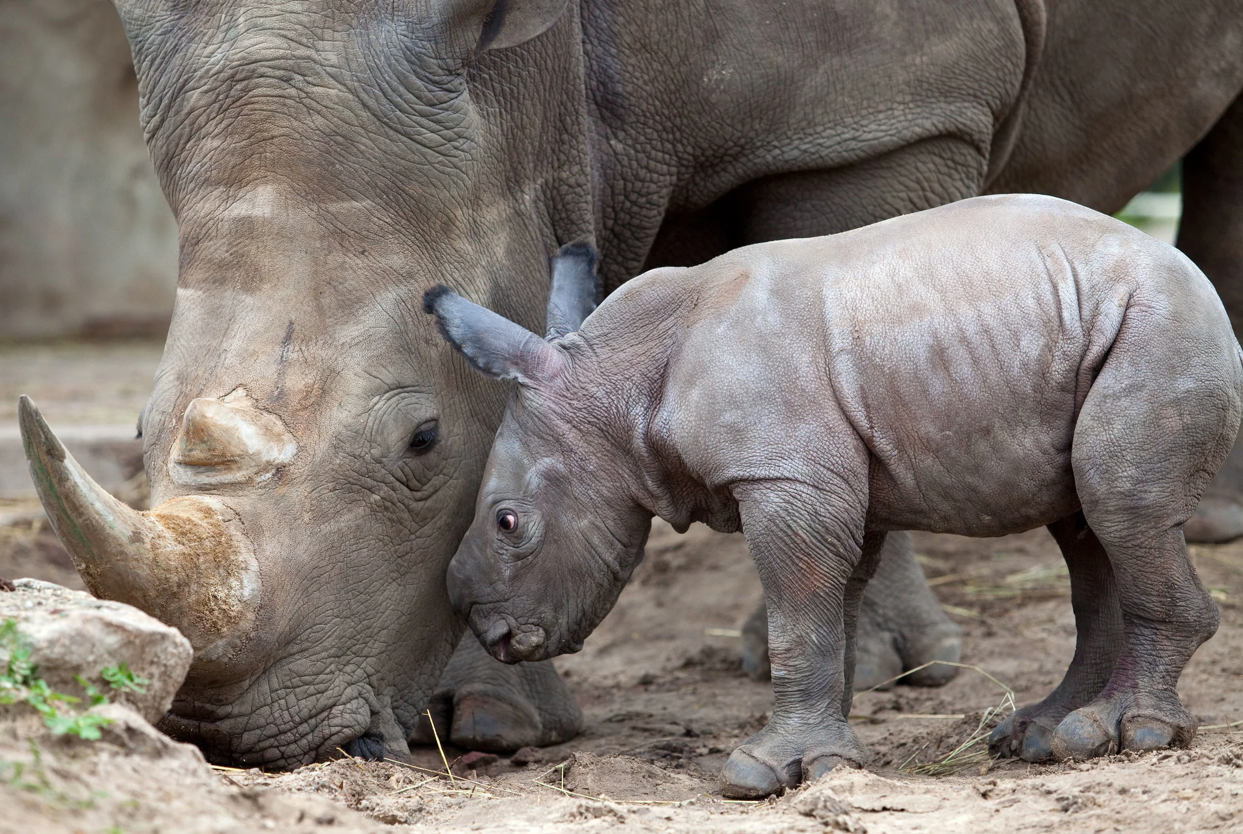 WHITE-RHINO-BABY.jpg