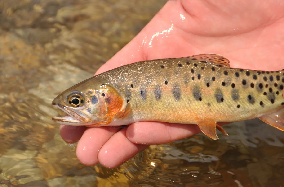 Photo: Roaring Fork Lifestyle Magazine / Kevin Rogers - CPW