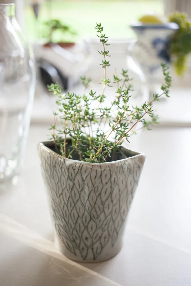 Thyme garden - pot