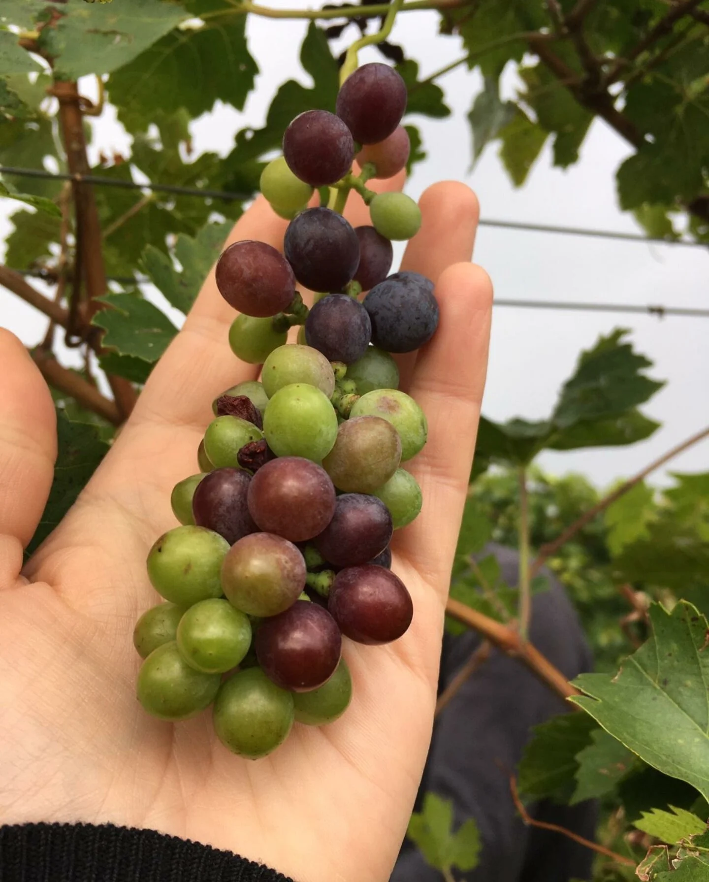 Not all uniformly ripe - leave them up there!!