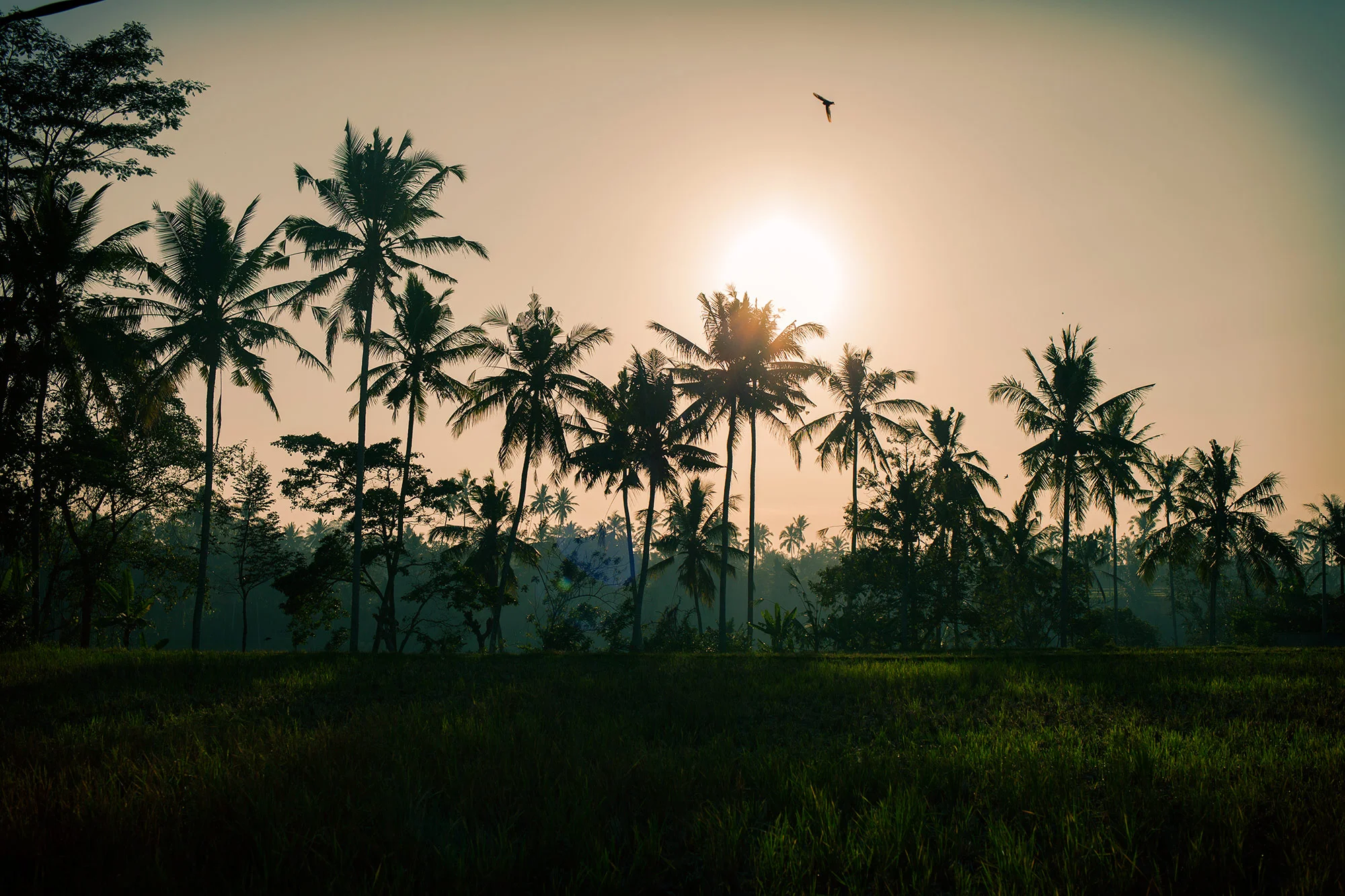 Sunrise Ridge Walk Ubud.