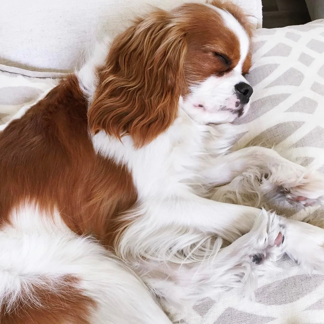 ex breeding cavaliers for sale