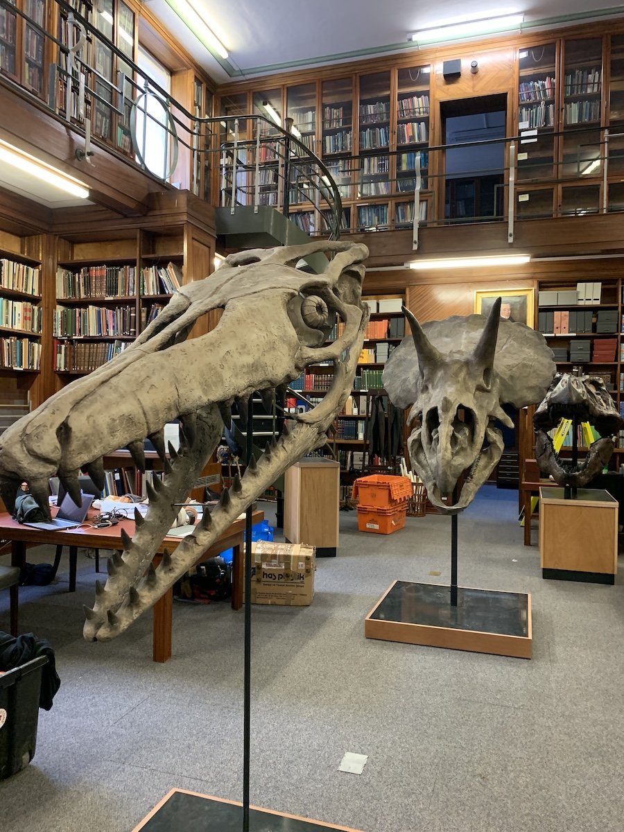 Dinosaur Fossil Skulls in Library of Natural History Museum.jpeg