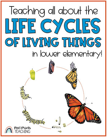 Life Cycles of Animals and Plants: 6 Engaging Ideas — Poet Prints Teaching