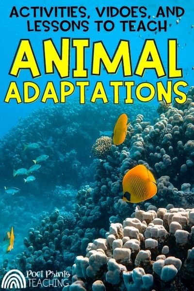 Teaching Animal Adaptations - Science for Kids — Poet Prints Teaching