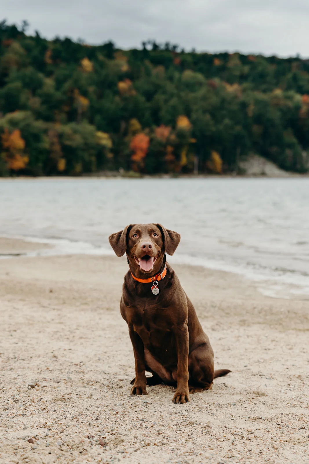 Chocolate lab dog sits pretty on the beach at Devil's Lake State Park in Baraboo, WI.