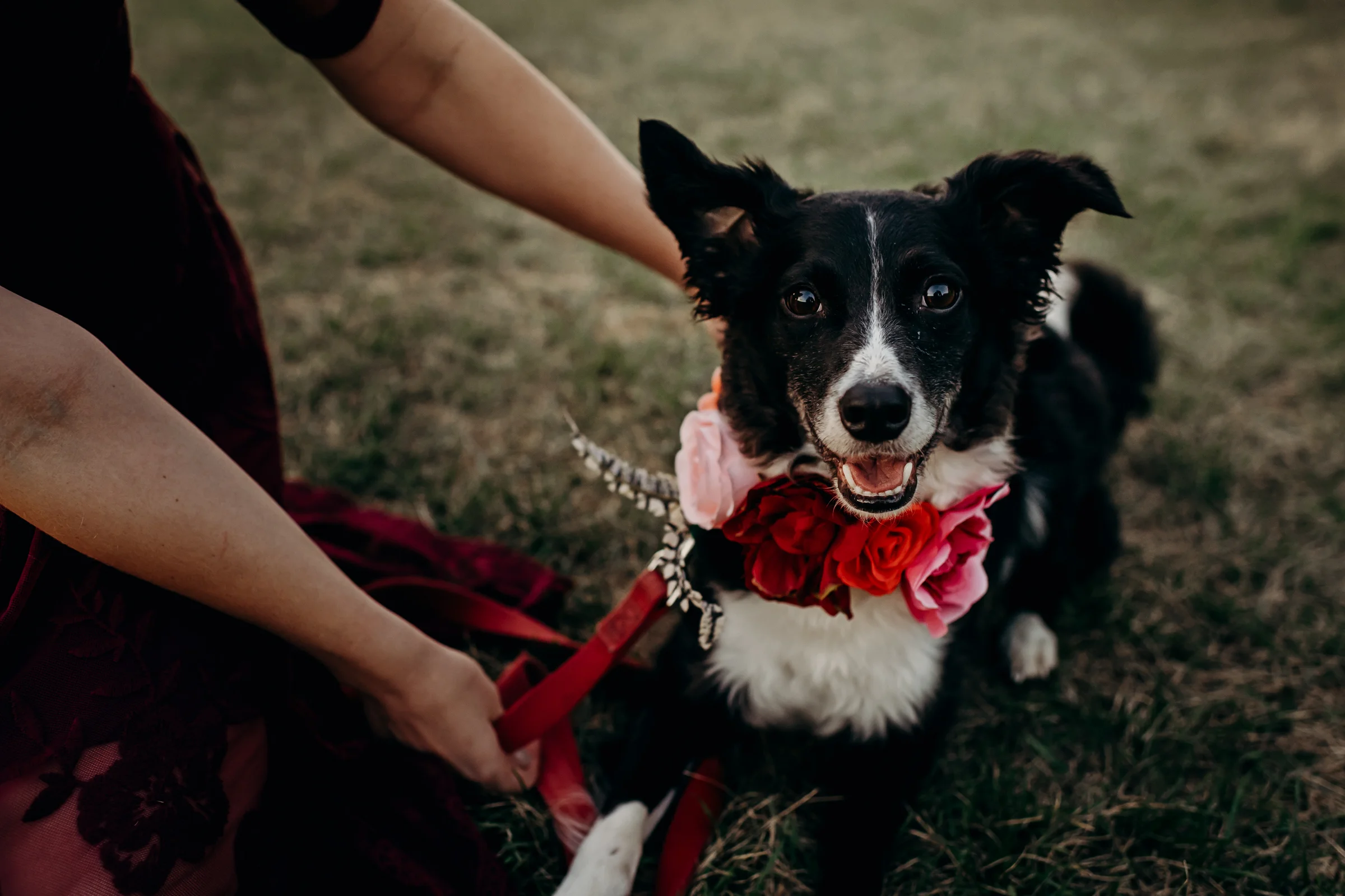 Dog wears red and pink flower crown around her neck.