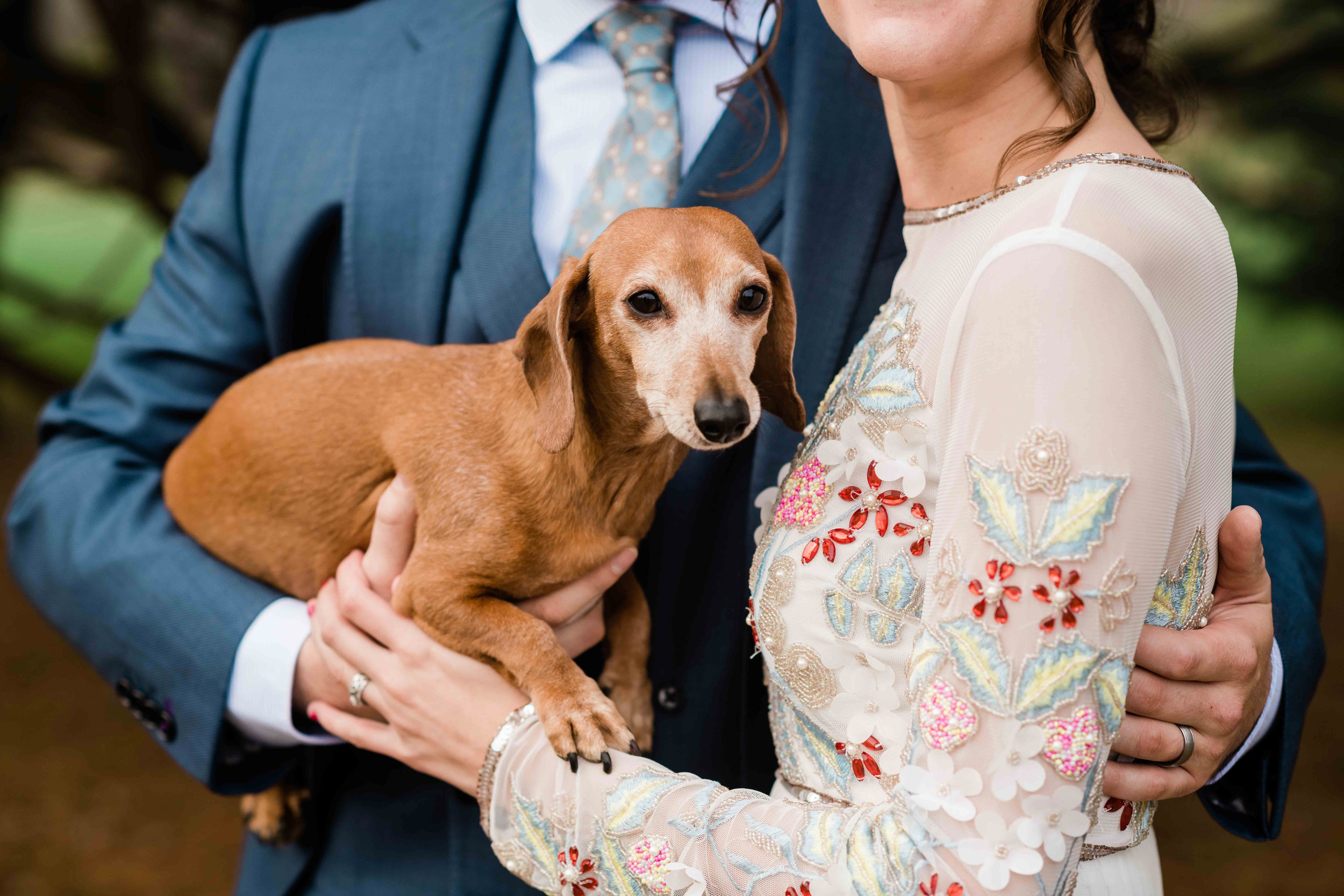 Dachshund held by bride and groom