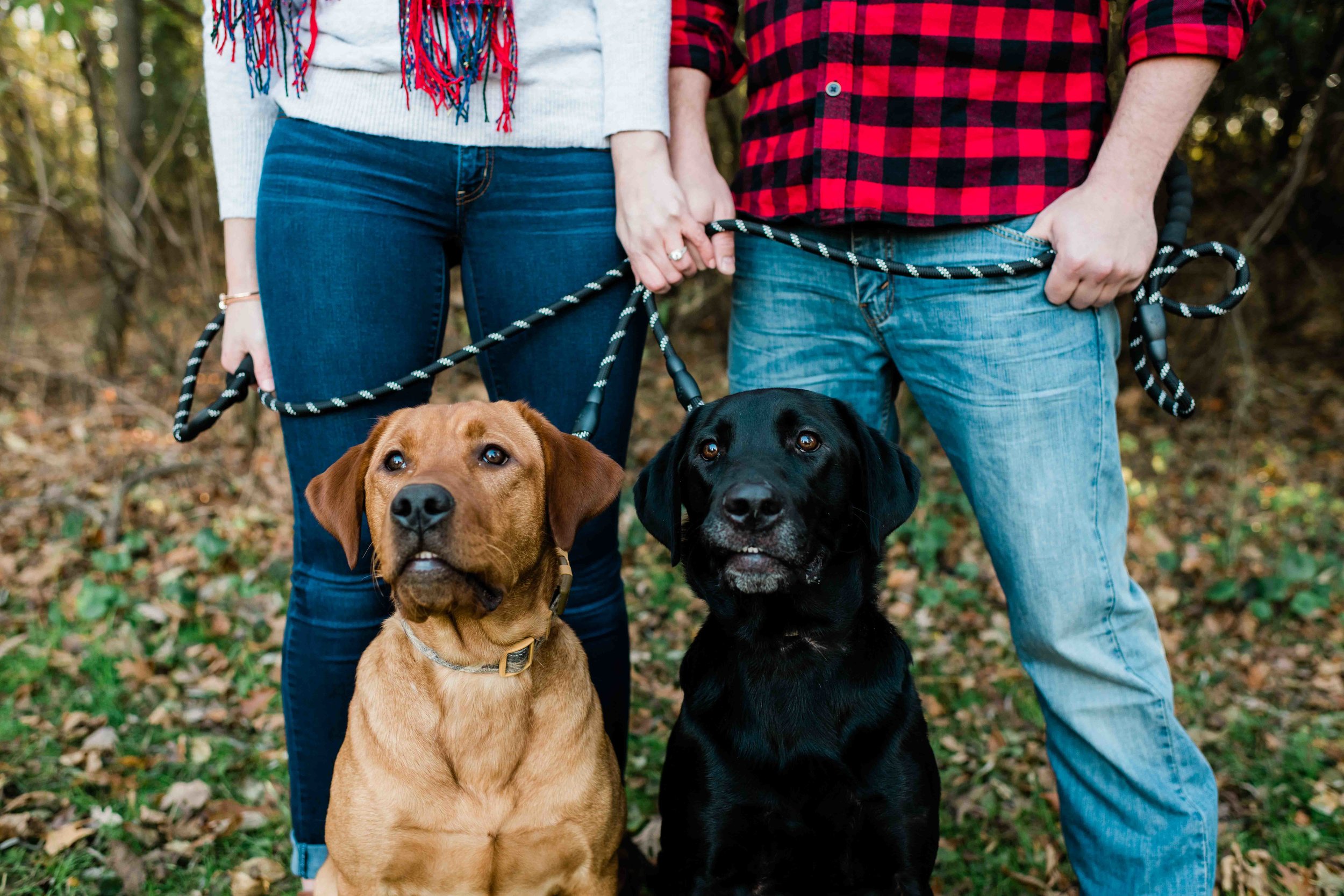 Dogs sit proudly with their mom and dad who recently became engaged