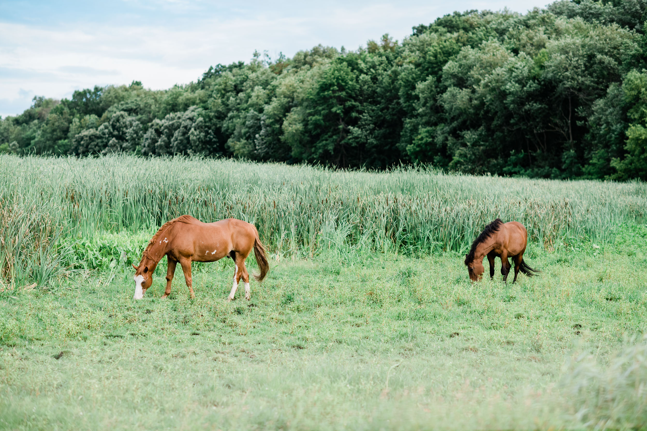 Horses grazing in a field