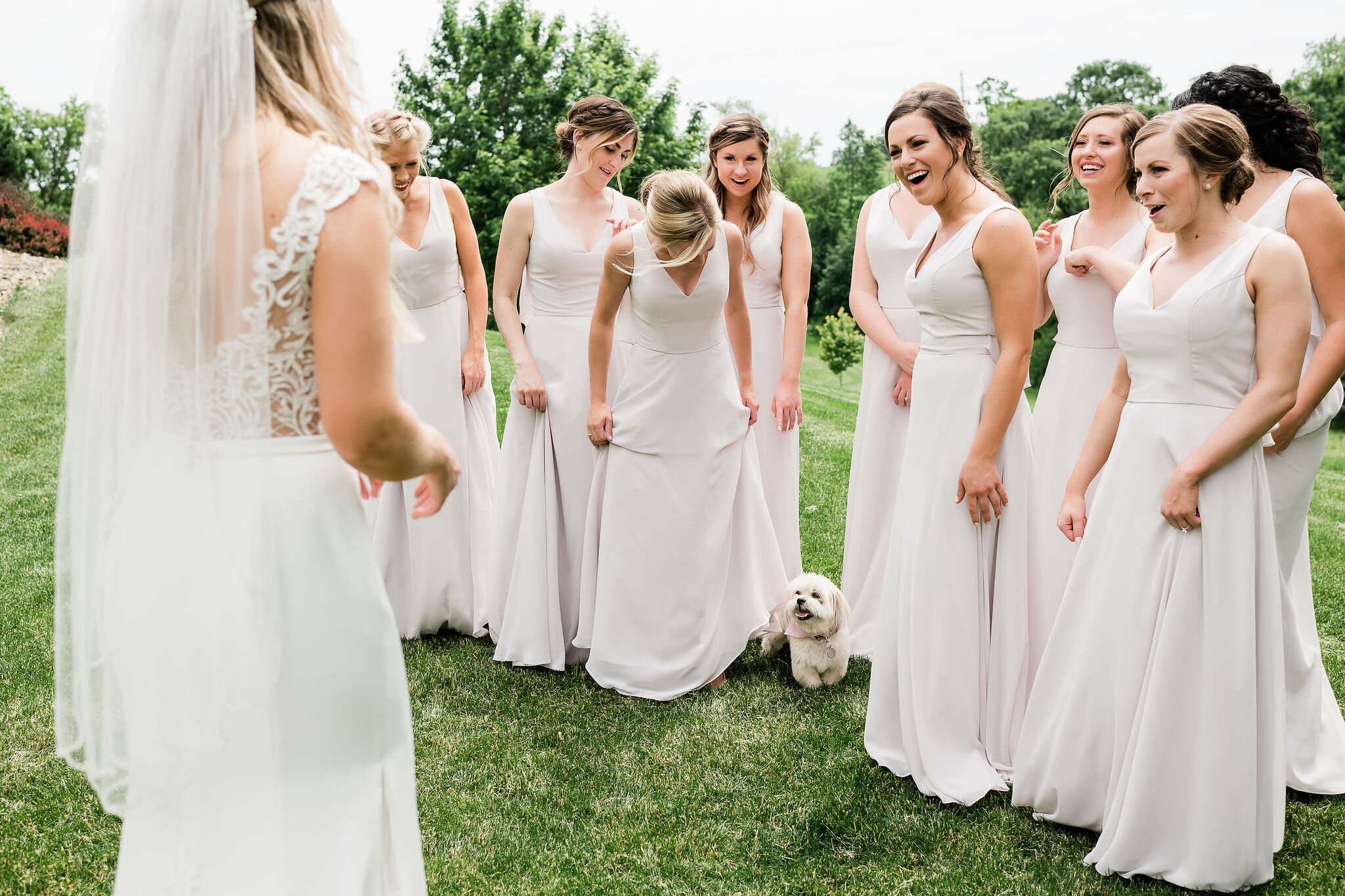 Family dog and bridesmaids react to seeing bride for the first time on her wedding day