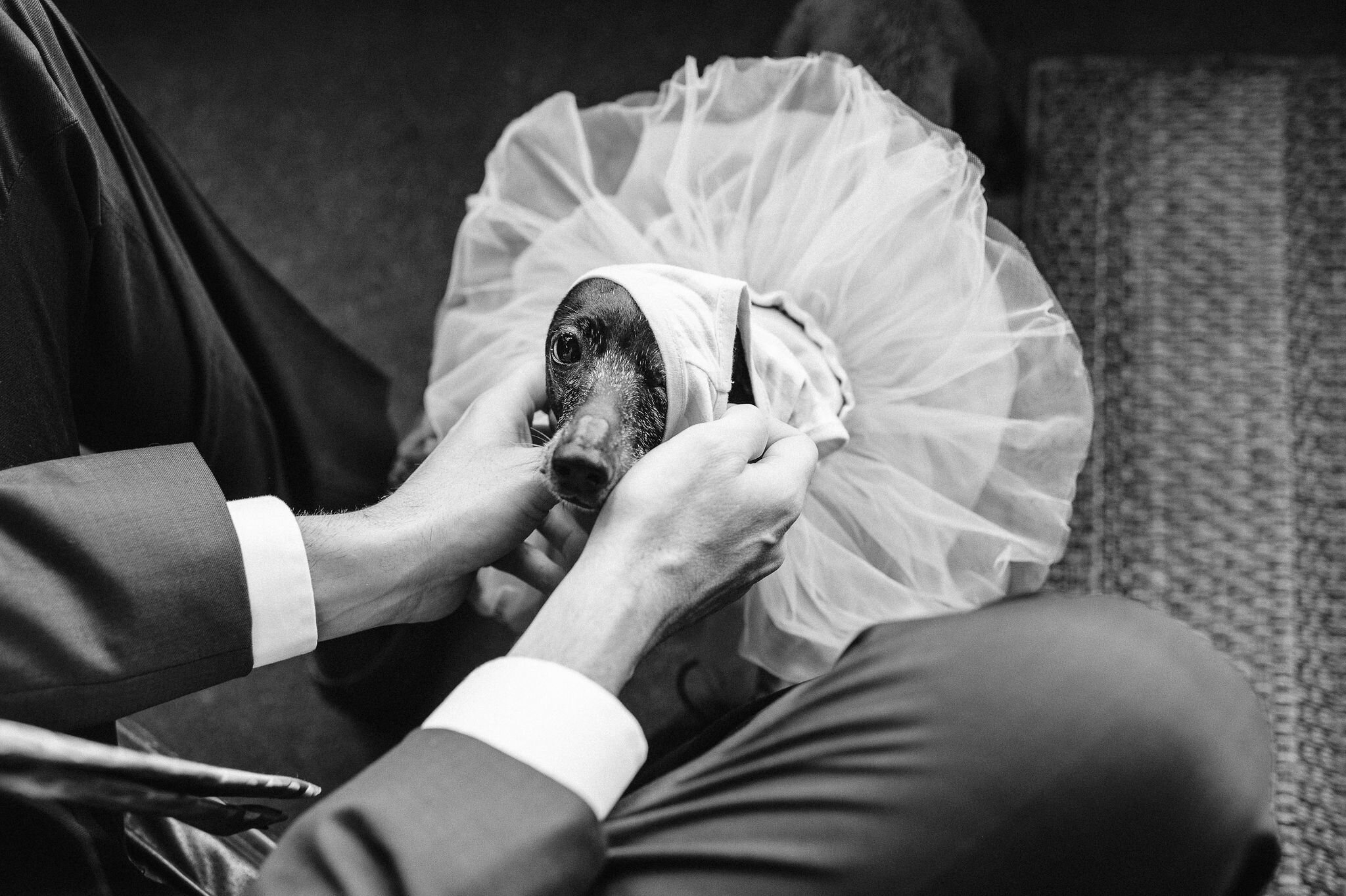 Groom getting his dog dressed for the wedding