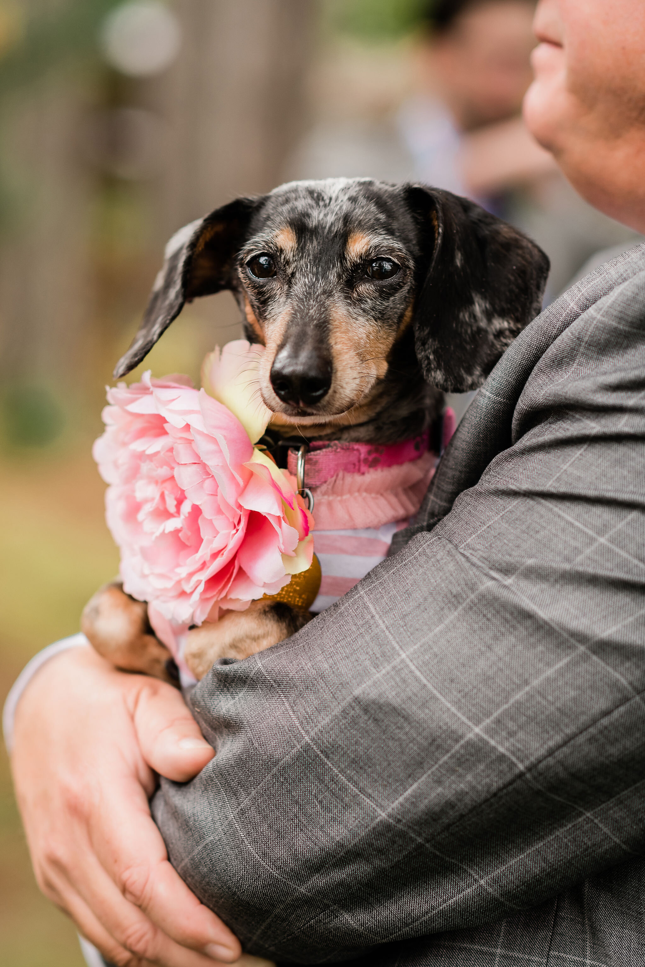 Wedding guest holding dog