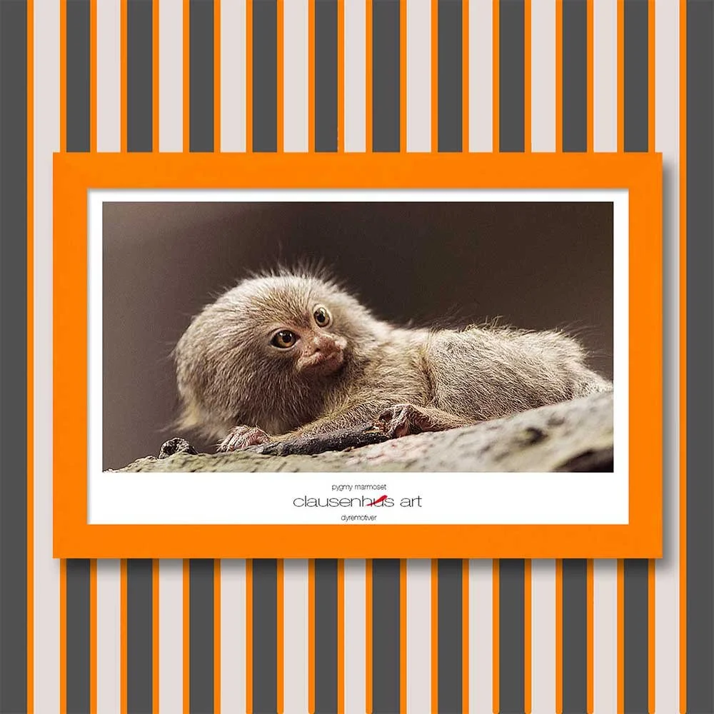pygmy-marmoset-copy.jpg