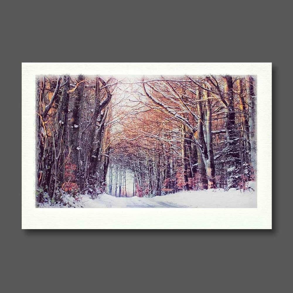 winter-forest.jpg