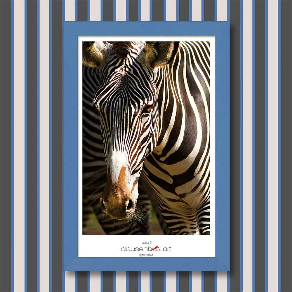 zebra-2.jpg