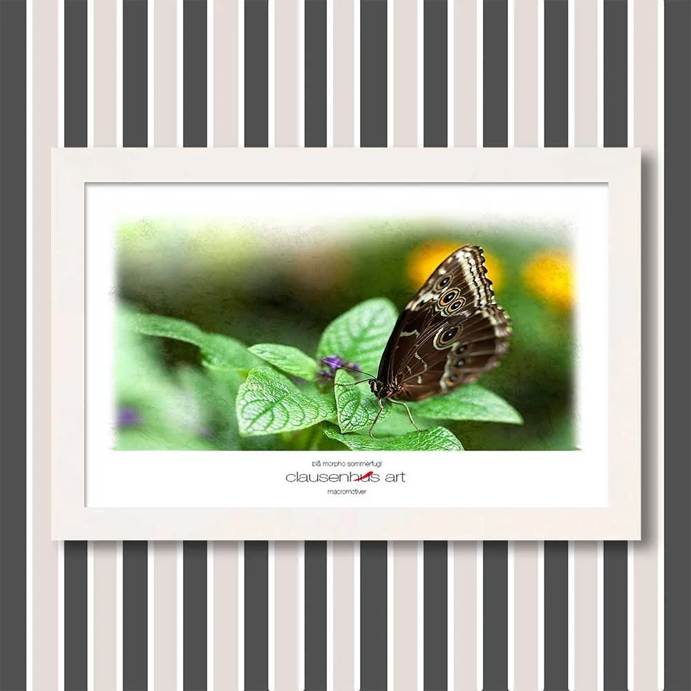 blå-morpho-sommerfugl-copy.jpg