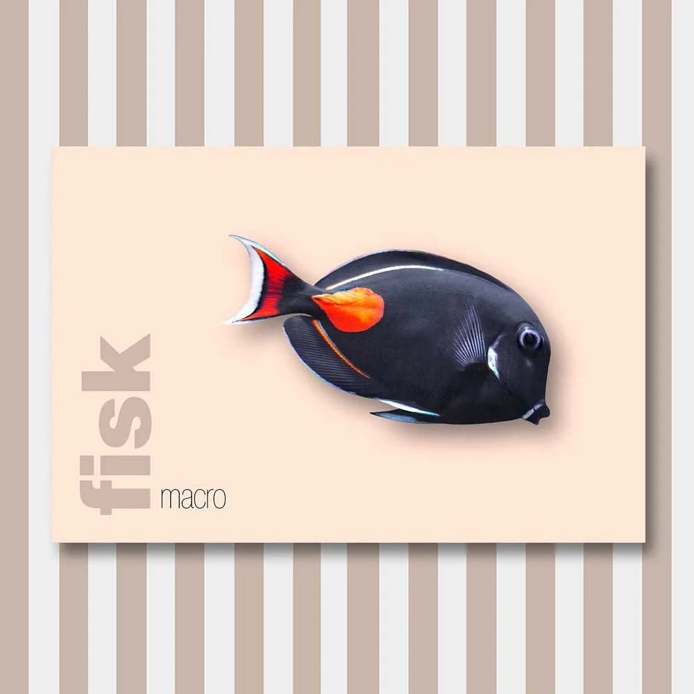 fisk 7.jpg