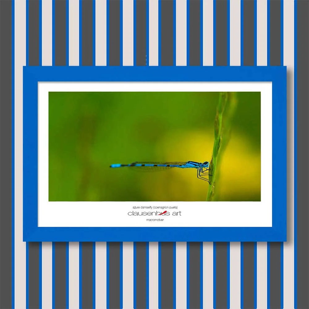 azure-damselfly-(coenagrion-puella)-copy.jpg