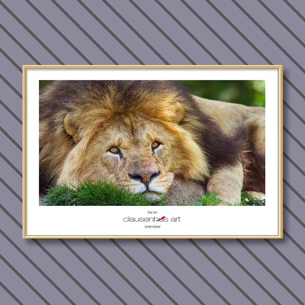 the-lion.jpg